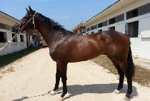 �ŵ������ (CINDERELLA MAN) ����