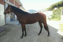 �ο���Ƽ�� (ROYAL VINTAGE) ����