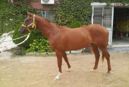 Ȳ������ ����