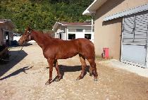 ������� (GUMPO RUBY) ����