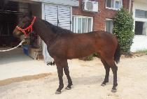 ���ǰ�� (HAPPY GOLD) ����