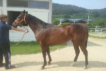 �����̾��� (PREMIER QUEEN) ����