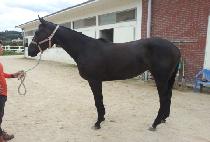 SPEED HEROINE picture