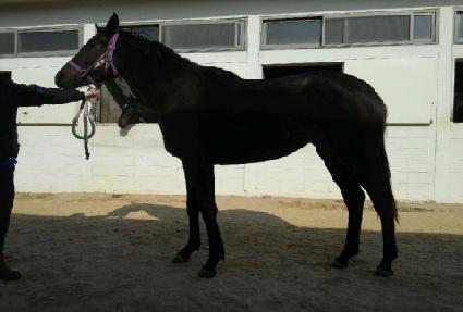 ������ ����