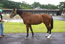 ������ũ��� (SUNDAY CROWN) ����