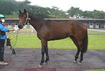 ���緹�̽� (MARU RACE) ����