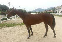 ���Ľ��� (QUEEN FASLI) ����