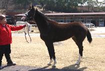 �ν�Ʈġ�� (LOST CHIEF) ����