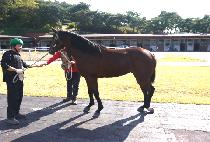 ��Ǫ����ȣ (NEULPUREUN BAEKO) ����