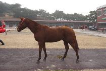 �μ�Ư�� (DUSON TEUKMYEONG) ����