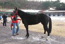 �μ����� (DUSON GISELLE) ����