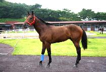 �� (BIMA) ����