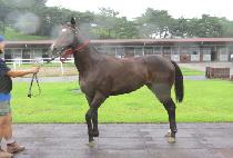 �Ͻ¹�� (ILSEUNG BAEKSEUNG) ����