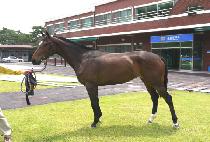 ���Ƿ��� (MAUI RUNNING) ����