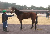 õ���� (CHEONMA QUEEN) ����