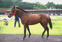 ���ǵ�ǳ (MAUI DOLPUNG) ����