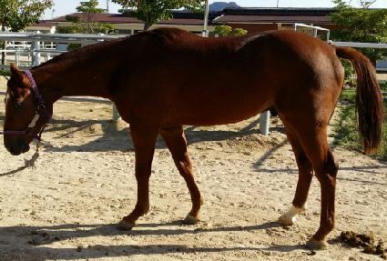 ���������� ����