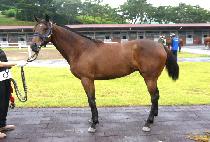 ����� (JEONNONG GIRL) ����