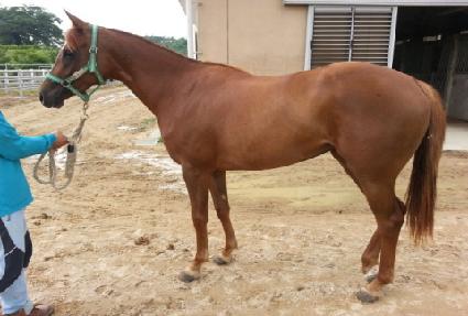 ���Ʈ�� ����