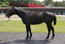 �׷����� (GRAND PEARL) ����