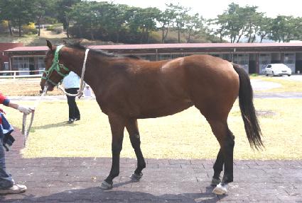 �밢������ ����