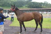 �ʰ��� (CHOGANGBO) ����