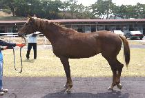 ��Ʈ���ʵ� (STRONG FIELD) ����