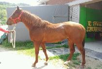 ���¹��� (YEONSEUNG MUPAE) ����