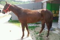 ���ǵ�ȣũ (SPEEDY HAWK) ����