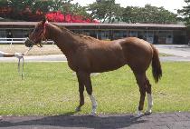 Ȳ����ġ (HWANGGEUM PUNCH) ����