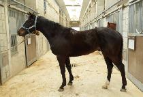 �Ŀ�è�Ǿ� (POWER CHAMPION) ����