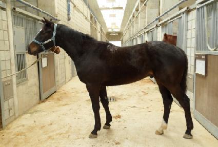 �Ŀ�è�Ǿ� ����