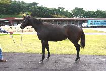 ���ְ�� (MIJU GOLD) ����