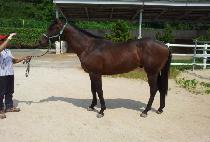 �˷��� (ALEX) ����