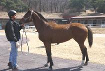 ���� (BINGO) ����