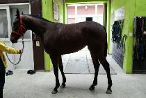 �Ҹ�õ (SORICHEON) ����