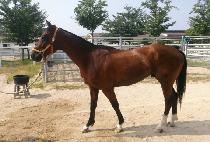 ��ȣĸƾ (GANGHO CAPTAIN) ����