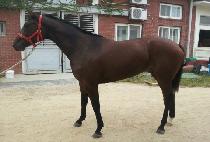 �������� (HYPER TURN) ����