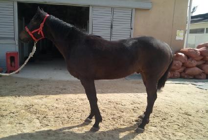 ����̾� ����