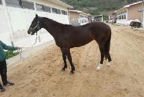 �ڸ���Ʈ (KOREART) ����