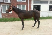 �������� (JAYU JILJU) ����