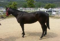 �������� (BULGEUN NOEUL) ����