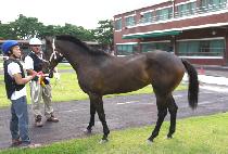 ��Ű�� (LUCKY QUEEN) ����