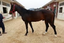 ���̳��� (V NINE) ����