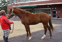 �ǽ����� (PEACE ROY) ����