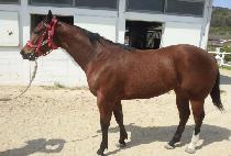 GAMDONGUI CHUKBAE picture