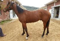 �Ƹ�� (ARIKKARI) ����