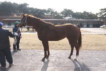 �ް��� (DALGONA) ����