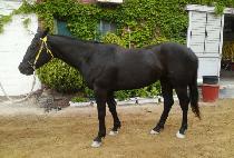 ���Ѻ�� (MUHAN BISANG) ����