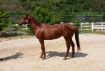 �簣���� (JAEGANDUNGI) ����